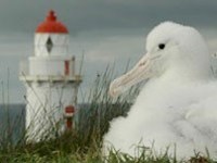 Tairoa Head is the World’s only mainland breeding colony of Royal Northern Albatross colony.